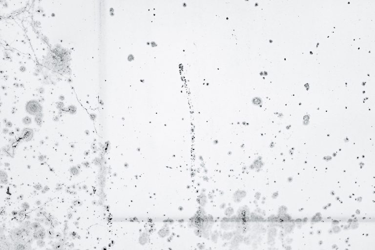 Moisissure noire sur surface blanche