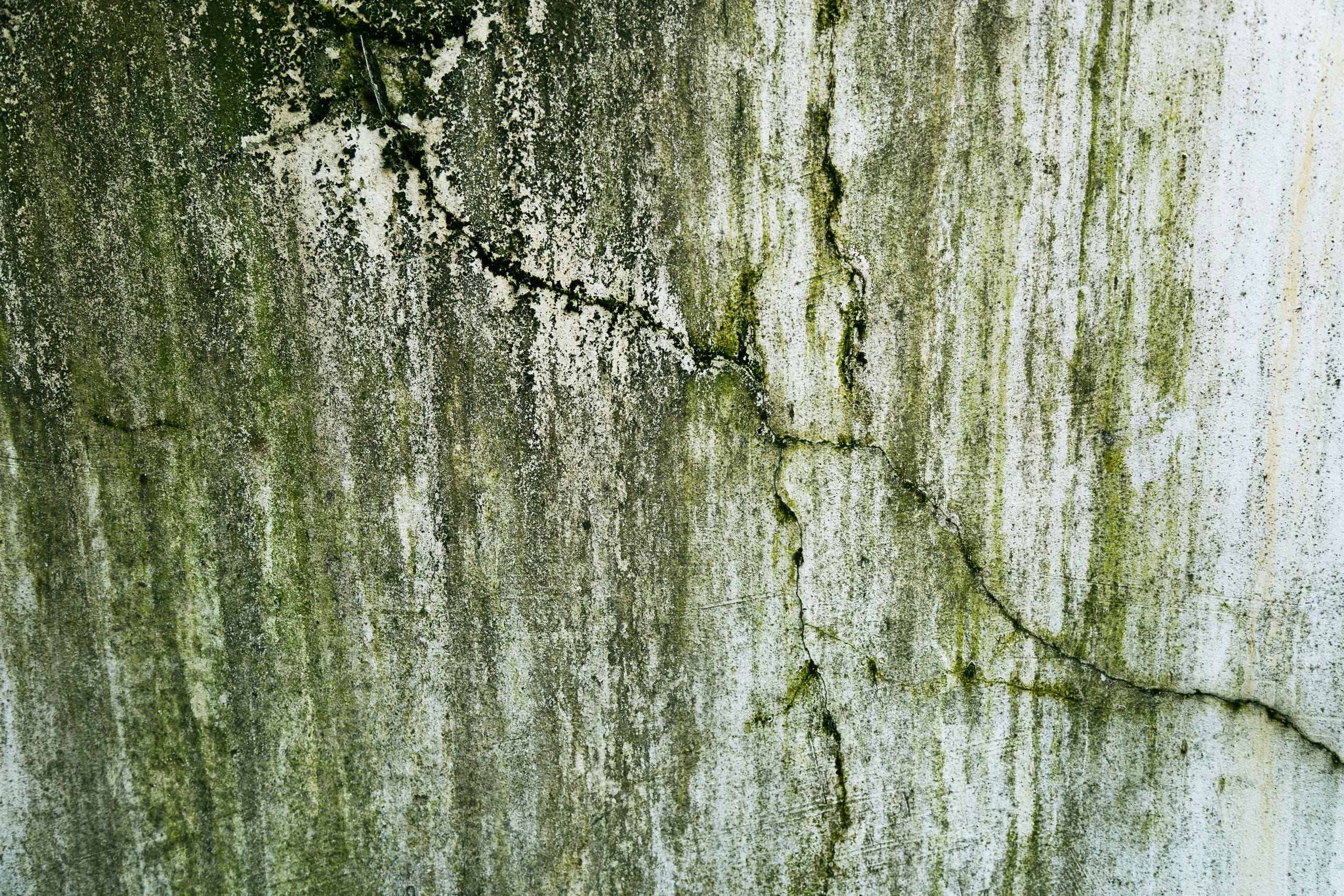 Mur fissure avec algues vertes et humidite